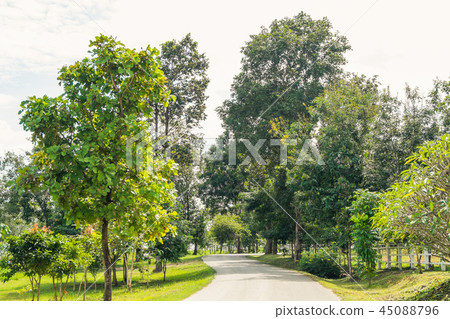 Walking in the park to nature. 45088796