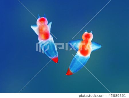 Clione Clione 45089861