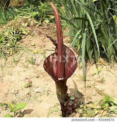 Konjac flowers 45089978