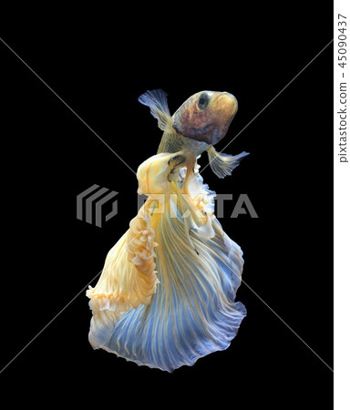 Siamese fighting fish on black background. Siamese fighting fish on black background. 45090437