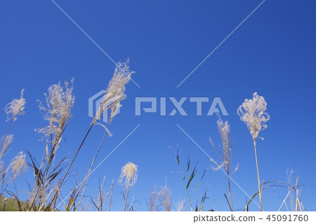 Senji高原在秋天 45091760