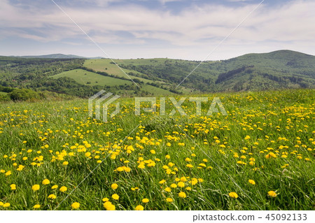 Summer landscape with blooming dandelions 45092133