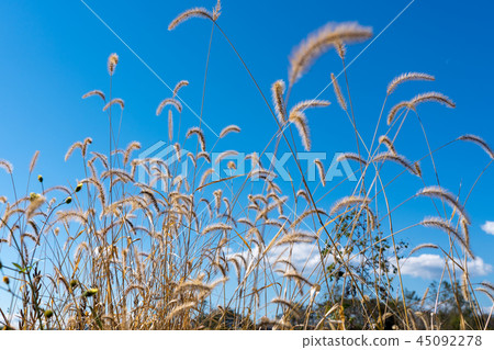 Autumn Withered Enokologsa 45092278