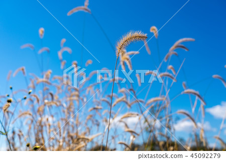 Autumn Withered Enokologsa Autumn Withered Enokologsa 45092279