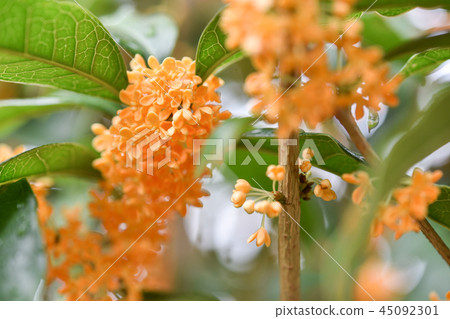 Ogrefur on rain Ogrefur on rain 45092301