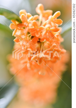 Ogrefur on rain 45092302