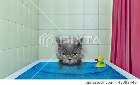 Cute little cat in the bath with duck toy 45092449