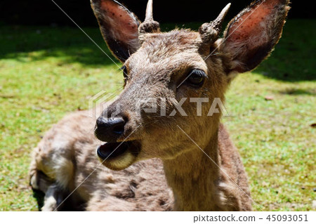 鹿 45093051