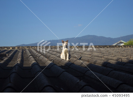 The cat basking in the sun on the rooftop 45093495