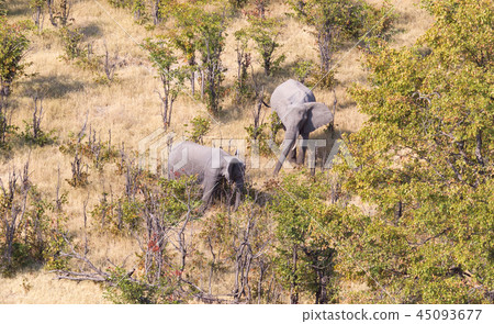 Elephants in the Okavango delta (Botswana) Elephants in the Okavango delta (Botswana) 45093677
