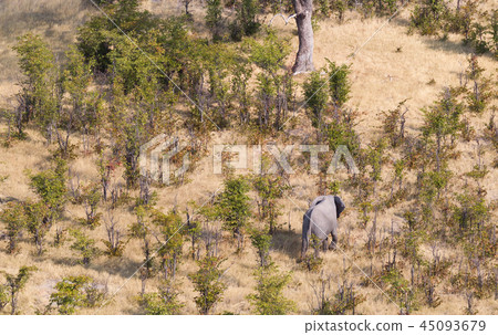 Elephants in the Okavango delta (Botswana) Elephants in the Okavango delta (Botswana) 45093679