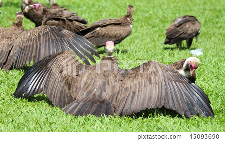 Hooded vulture (Necrosyrtes monachus) in Gambia 45093690