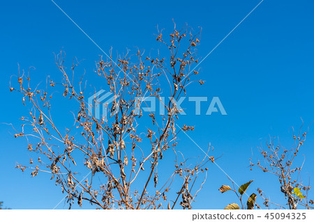 Autumn withered hay hay grass ragweed Autumn withered hay hay grass ragweed 45094325