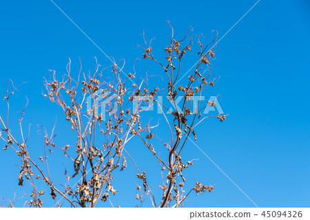 Autumn withered hay hay grass ragweed 45094326