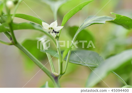 Ant sucking the honey of the pepper flower Ant sucking the honey of the pepper flower 45094400