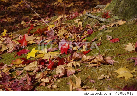 Falling leaves of Japanese apricot buffalo Fall Falling leaves of Japanese apricot buffalo Fall 45095015