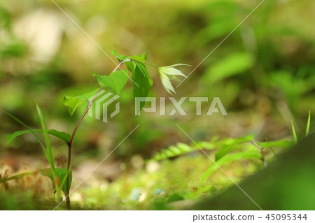 老虎百合野花白花 老虎百合野花白花 45095344
