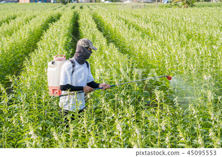 年輕 農夫 灑農藥 病蟲害 芝麻田 spraying pesticides 農薬を散布し 年輕 農夫 灑農藥 病蟲害 芝麻田 spraying pesticides 農薬を散布し 45095553