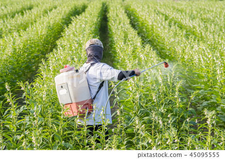  Young farmer sprinkle pesticides pests and diseases sesame field spraying pesticides 45095555