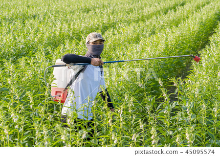  Young farmer sprinkle pesticides pests and diseases sesame field spraying pesticides 45095574