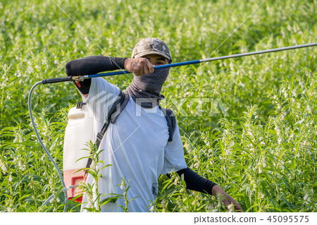  Young farmer sprinkle pesticides pests and diseases sesame field spraying pesticides 45095575