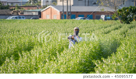  Young farmer sprinkle pesticides pests and diseases sesame field spraying pesticides 45095577