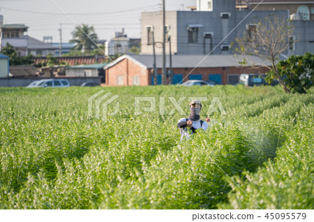  Young farmer sprinkle pesticides pests and diseases sesame field spraying pesticides 45095579