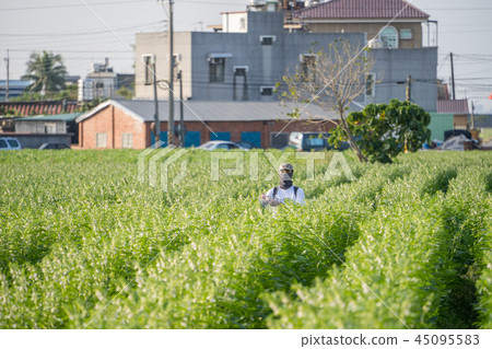  Young farmer sprinkle pesticides pests and diseases sesame field spraying pesticides 45095583