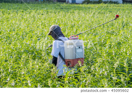  Young farmer sprinkle pesticides pests and diseases sesame field spraying pesticides 45095602