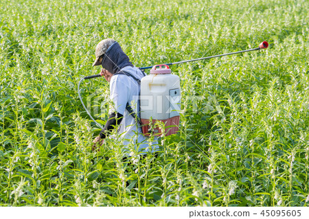  Young farmer sprinkle pesticides pests and diseases sesame field spraying pesticides 45095605