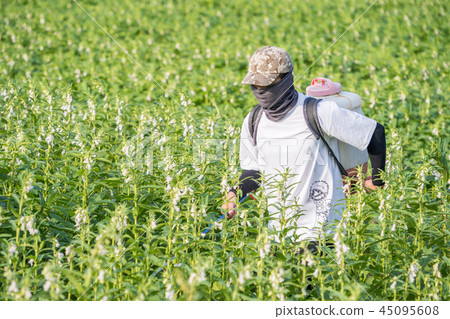  Young farmer sprinkle pesticides pests and diseases sesame field spraying pesticides 45095608
