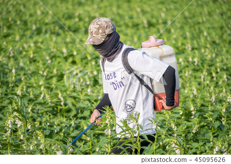 年輕 農夫 灑農藥 病蟲害 芝麻田 spraying pesticides 農薬を散布し 45095626
