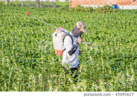 年輕 農夫 灑農藥 病蟲害 芝麻田 spraying pesticides 農薬を散布し 45095627