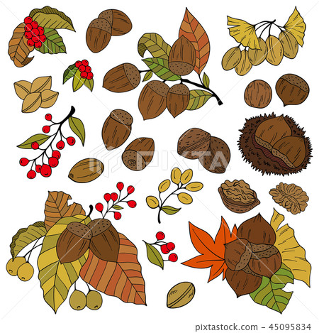 Autumn Plant Illustration - Stock Illustration [45095834] - Pixta