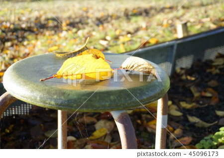 Fallen leaves 45096173