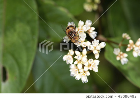 Kigoshishana 45096492