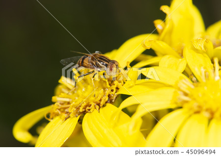 Kigoshishana 45096494