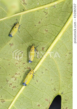 Tsunagogyo Oshoko 45096507