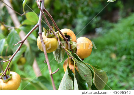 Taiwan autumn delicious fruit persimmon Taiwan autumn delicious fruit persimmon 45096543