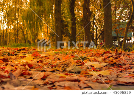 Lively closeup of falling autumn leaves  45096839