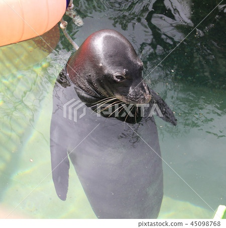 Upright hawaiian monk seal Upright hawaiian monk seal 45098768