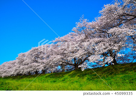 Sakura view Yodogawa River Park Sakura view Yodogawa River Park 45099335