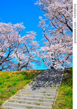 櫻花景觀淀川河公園 櫻花景觀淀川河公園 45099542