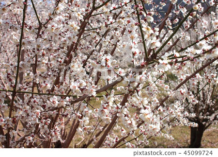 春天臨近，冬末，陽光溫柔，白梅花開花 45099724