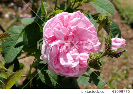 粉紅玫瑰開普敦拿破崙 45099770