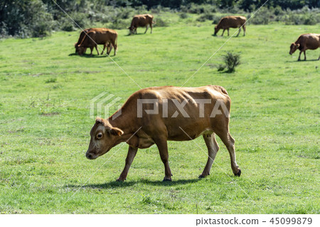 HANWOO HANWOO 45099879