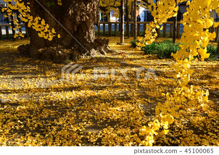 Ginkgo biloba golden flowers Ginkgo biloba golden flowers 45100065