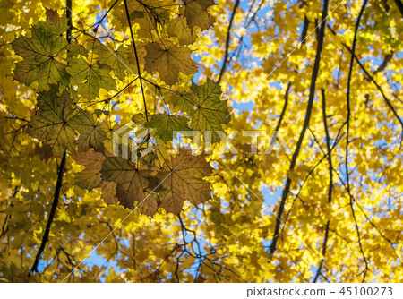 yellow maple leaves against blue sky yellow maple leaves against blue sky 45100273