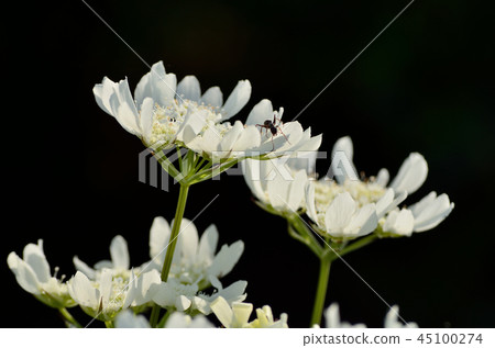 Olrea and ant 170507 45100274