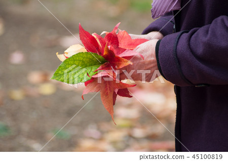 old woman with autumnal leaves in hands old woman with autumnal leaves in hands 45100819